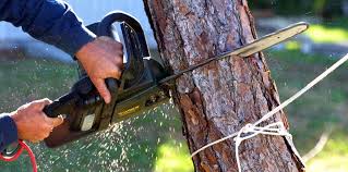 Professional Tree Removal and Landscaping Services in Great Neck, NY